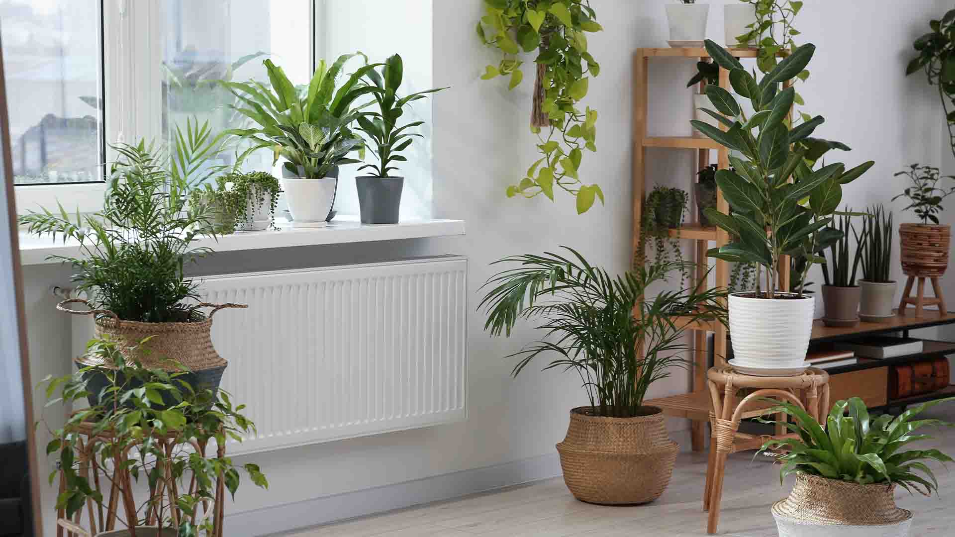 20 Best Indoor Plant Ideas to Create Stylish and Vibrant Space