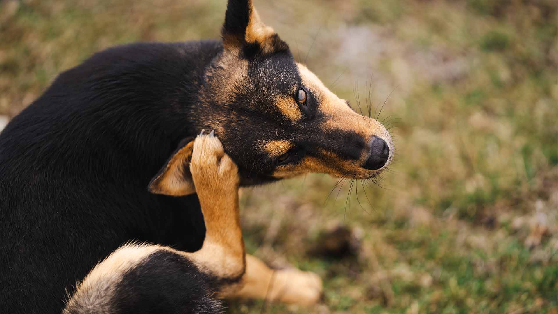 Fungal Infection In Dogs