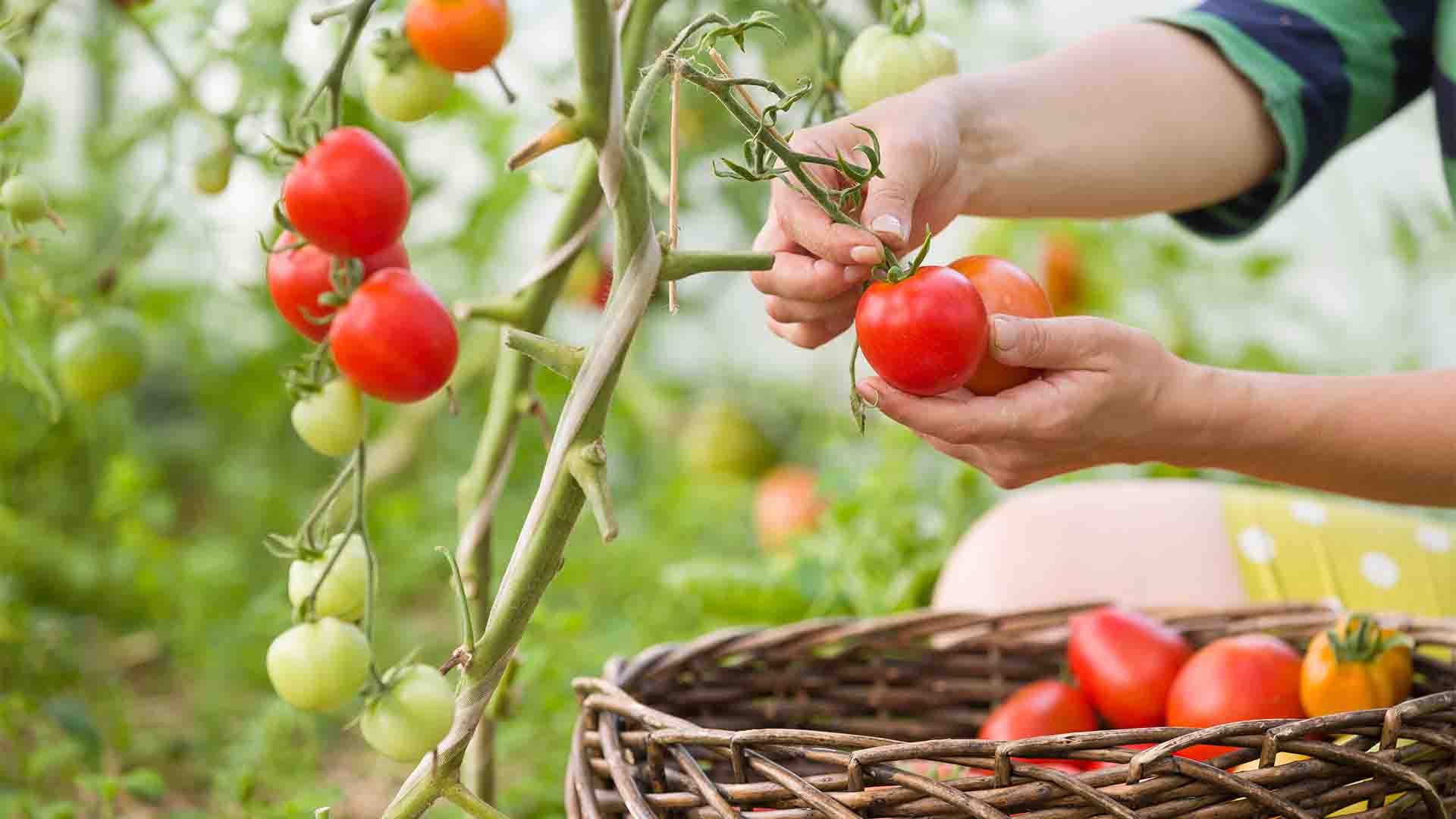 From Seed to Bloom: 40 Innovative Home Gardening Ideas and Tips for Beginners