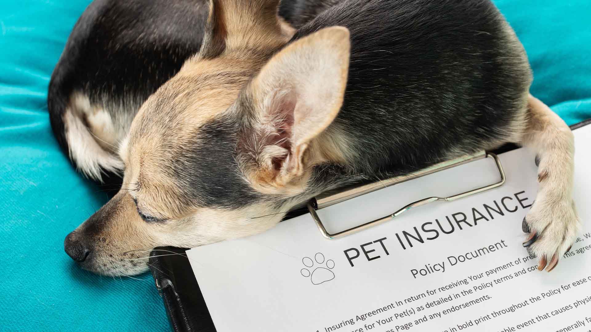 Pet Insurance In India: What’s Covered And What’s Not